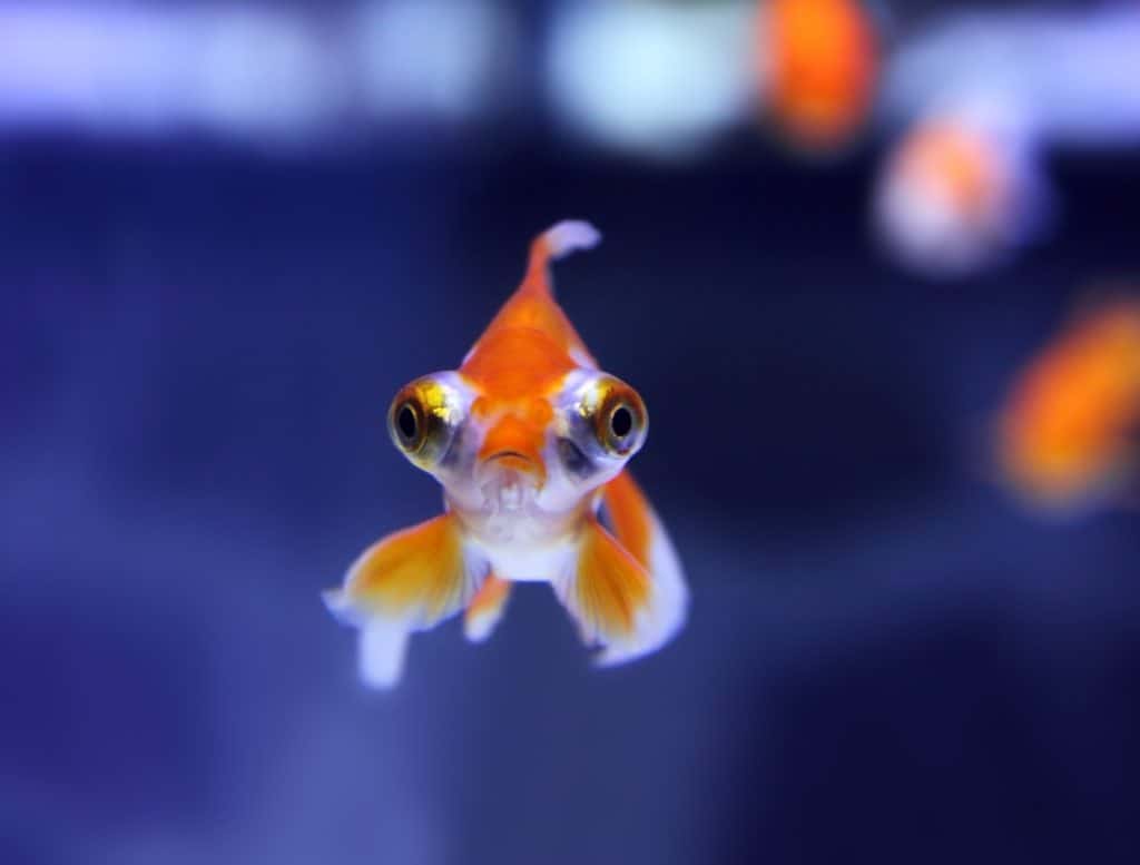 Goldfish in an aquarium looking for food