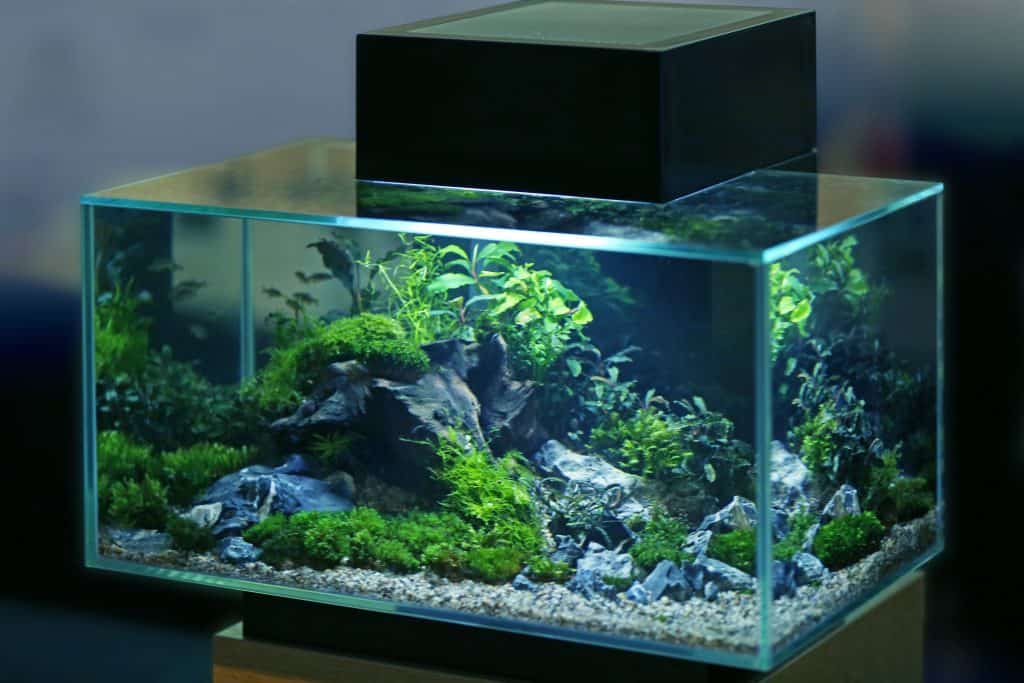 Aquarium safe glue used in beautiful fish tank