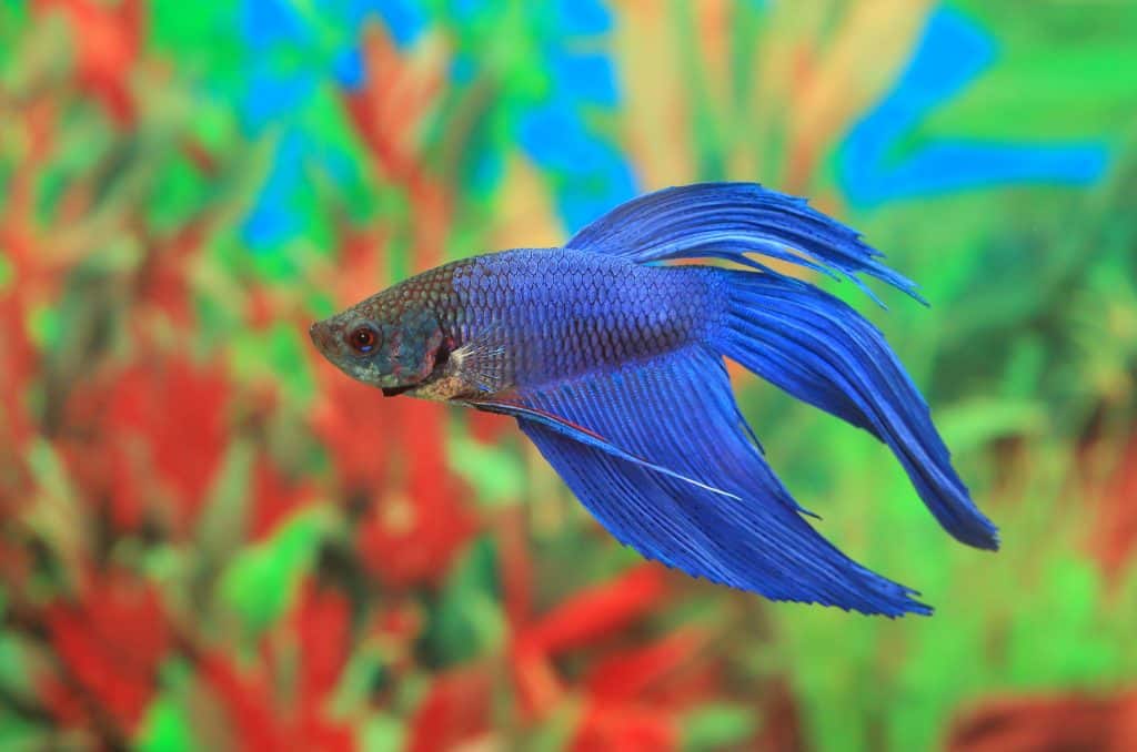 Betta fish swimming in best betta tank which is ideal for its needs