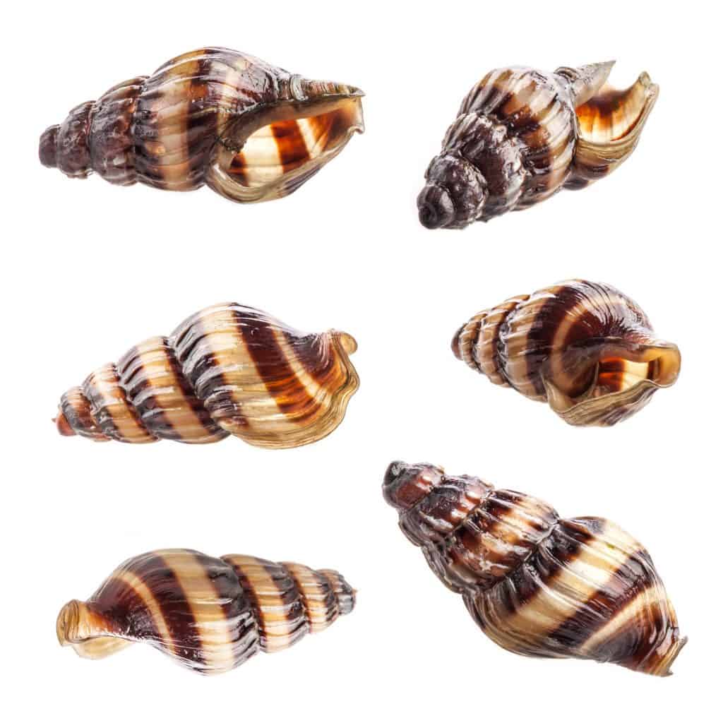 Assassin snail shells