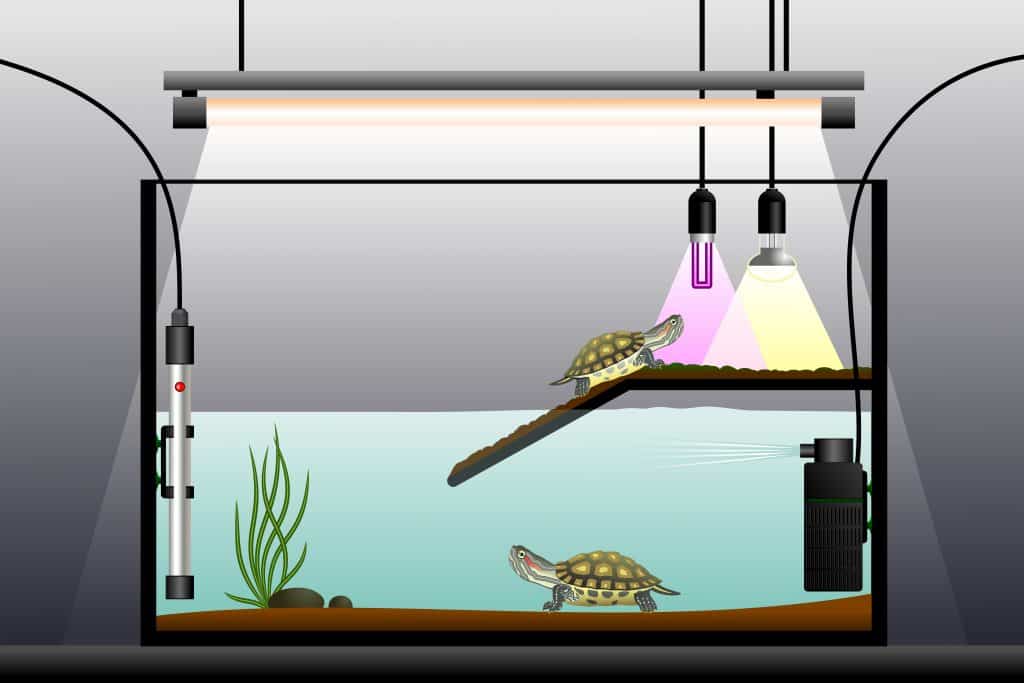 Best Filter for Turtle Tank set-up