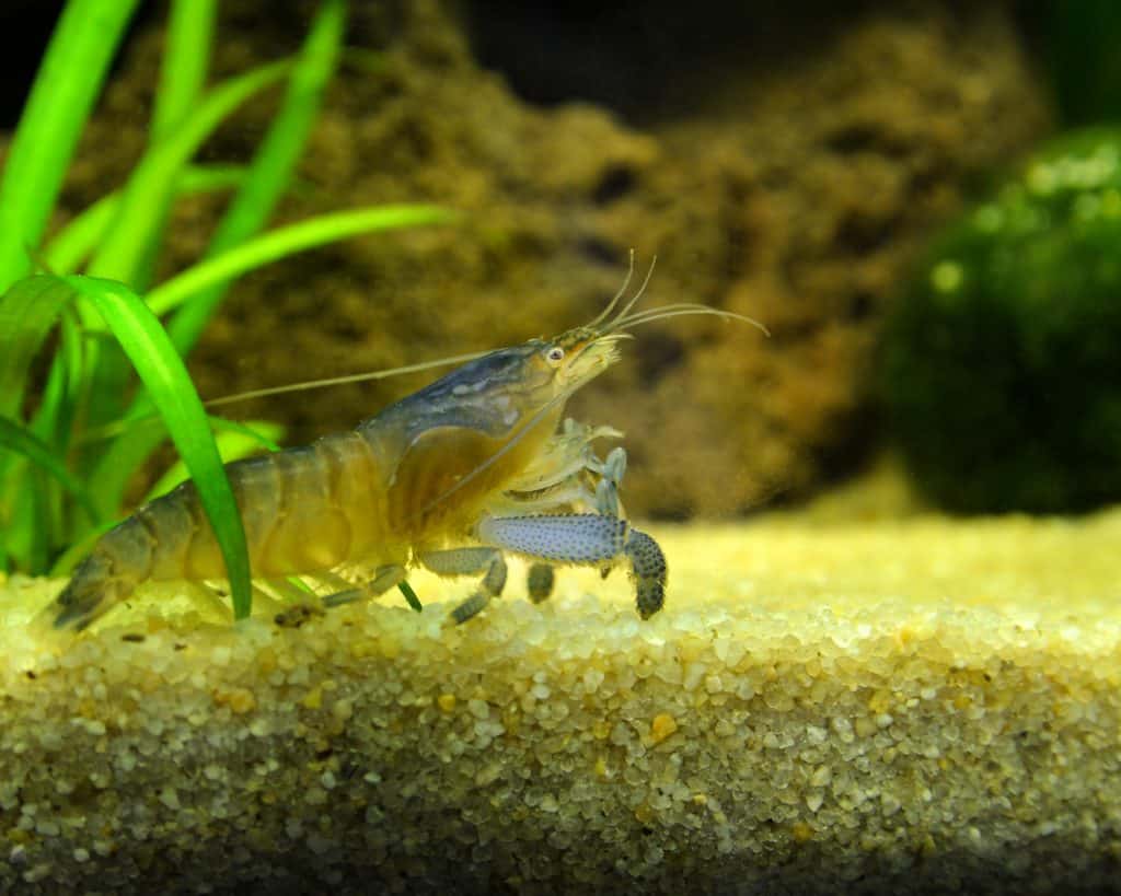 Vampire shrimp in an aquarium tank
