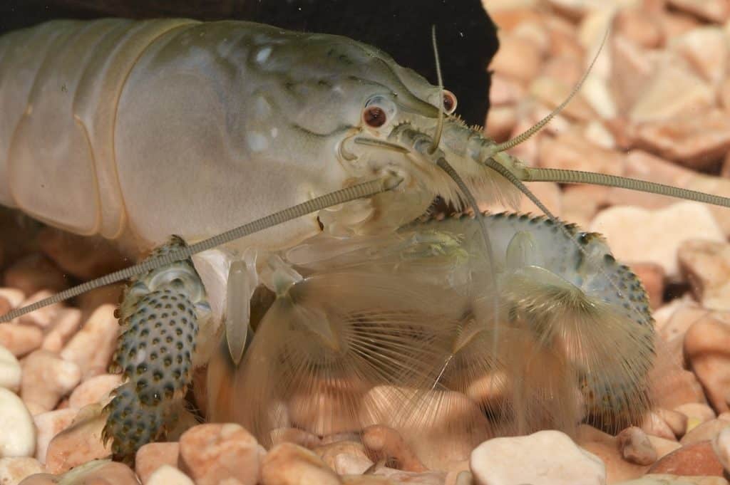 Vampire shrimp with its feeding fans