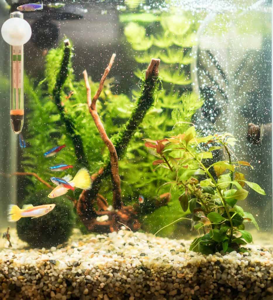 Nano tank using best aquarium thermometer option - submersible with suction cup - that doesn't take up a lot of space