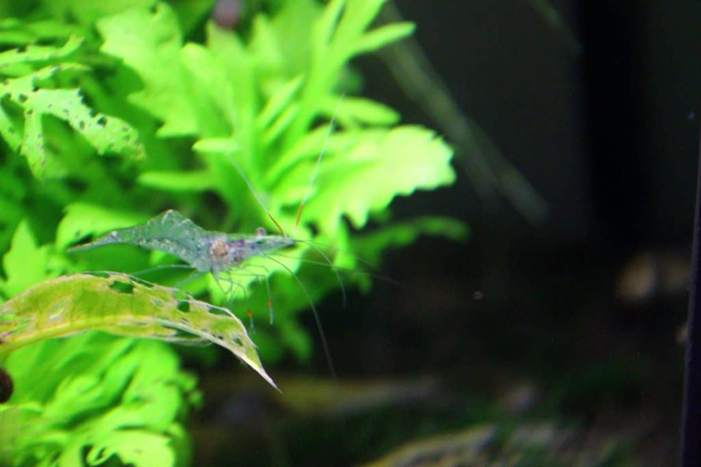 ghost shrimp in planted tank