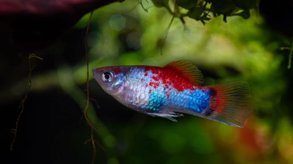 rainbow platy fish in planted tank