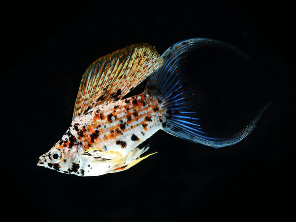 molly fish swimming in tank