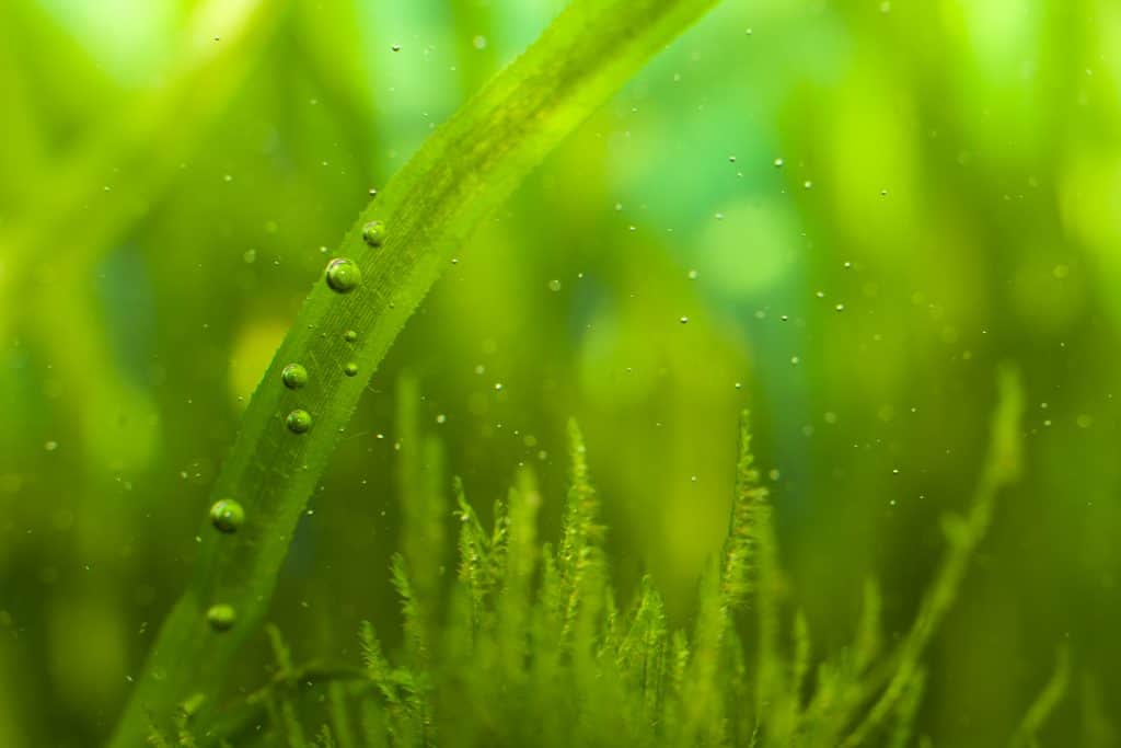 Aquarium algae eliminated by UV sterilizer