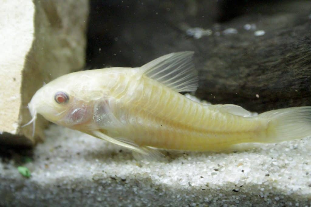 albino cory catfish on sand in fish tank